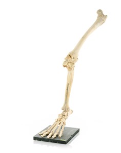 Image description is not available for 2014.3.3